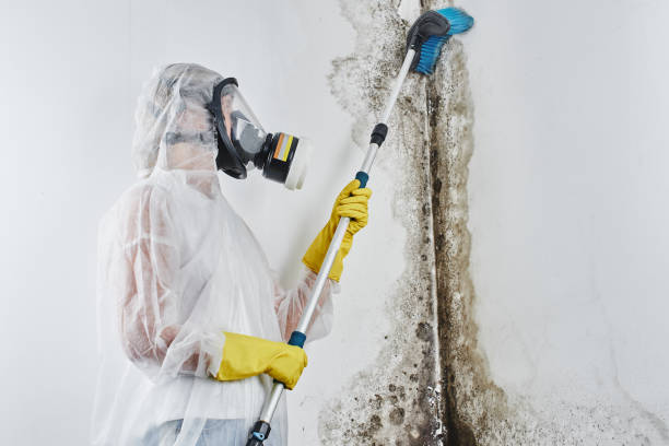 Best Mold Cleaning Services  in Pennsburg, PA