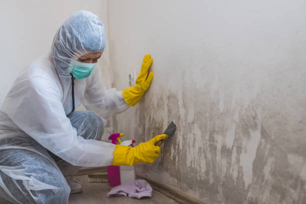Best Commercial Mold Removal  in Pennsburg, PA