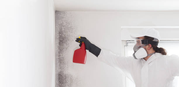 Trusted Pennsburg, PA Mold Removal Experts
