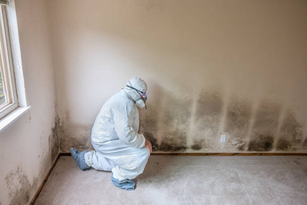 Best Local Mold Removal Service  in Pennsburg, PA