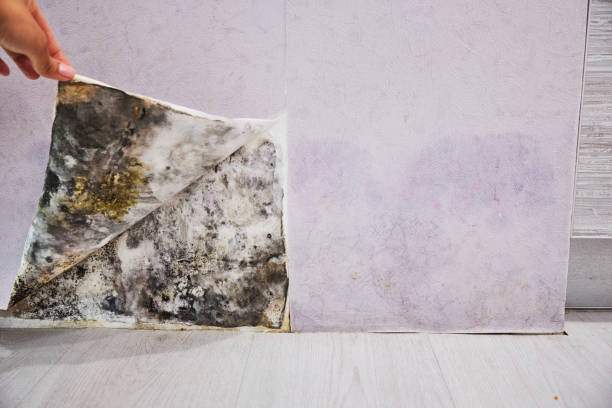 Best Affordable Mold Removal  in Pennsburg, PA